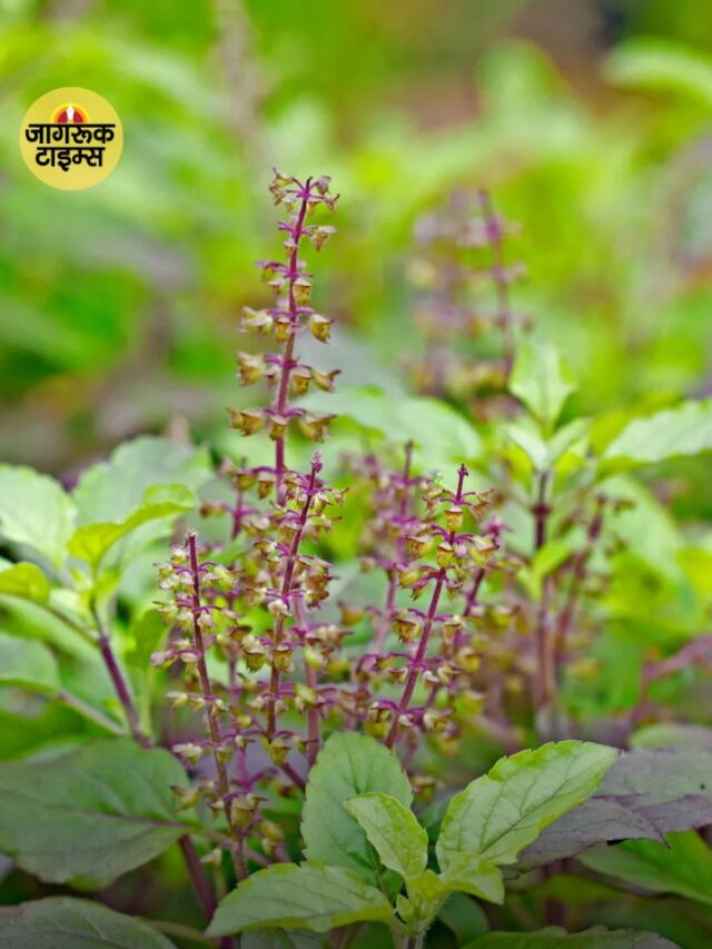 Tulsi के पत्ते खाने के 10 फायदे