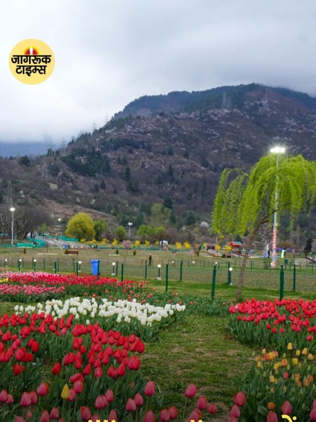 1.7 Million Tulips बल्बों से सजेगा Srinagar, ट्यूलिप गार्डन में इस बार नई भव्यता