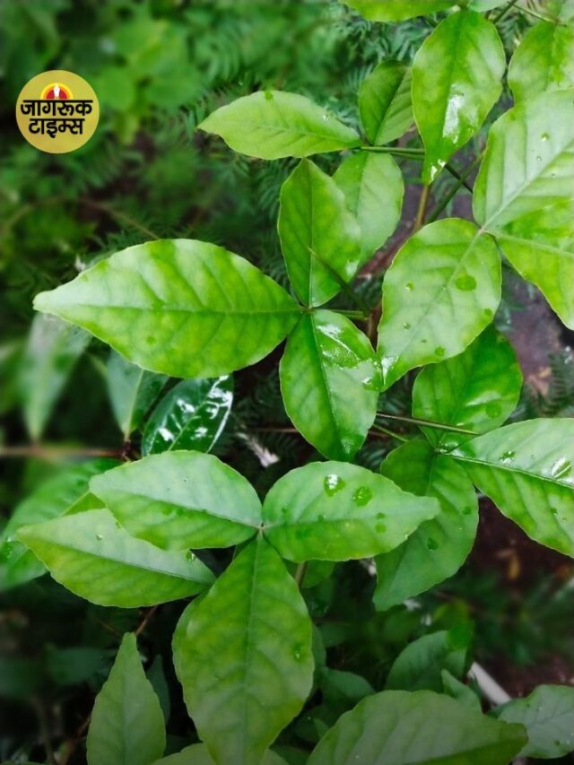 घर में बेल का पौधा लगाने के जानिए फायदे