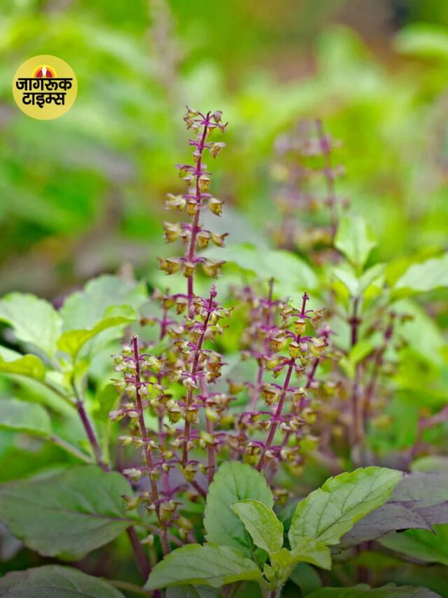 बिना तुलसी अधूरी है निर्जला एकादशी