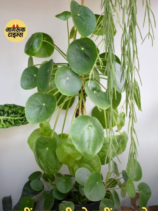 कहीं आप भी तो नहीं कर रहे ये गलती Money Plant गिफ्ट करने के नियम