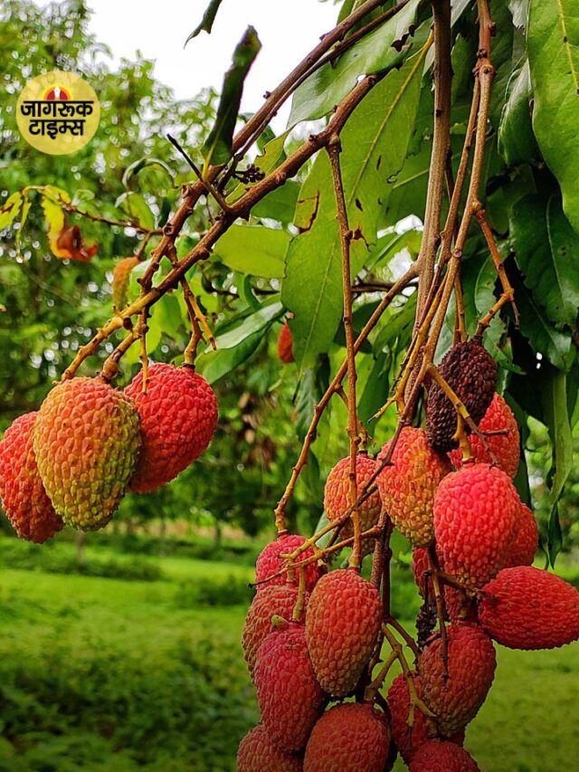 लीची की खेती क्यों बन रही है किसानों की पहली पसंद